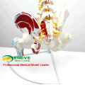 SPINE05-1 (12378) Medizinische Anatomie Human Flexible Wirbelsäule mit Femurköpfen und bemalten Muskeln, lebensgroße Wirbelsäulenmodelle